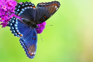 Red Spotted Purple Butterfly